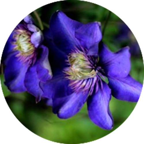Clematis — Bachblüte